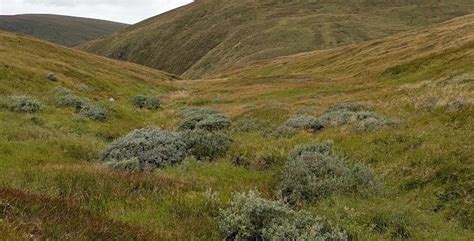 Montane scrub and treeline woodlands - NatureScot - raincitystudios.com
