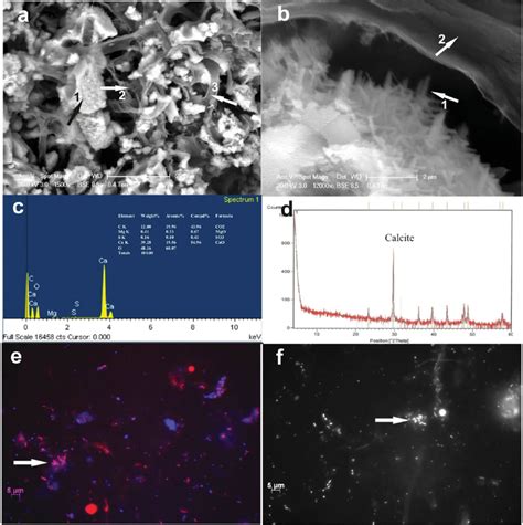 Moonmilk Deposits Originate from Specific Bacterial ... - Springer - wintechmobiles.com