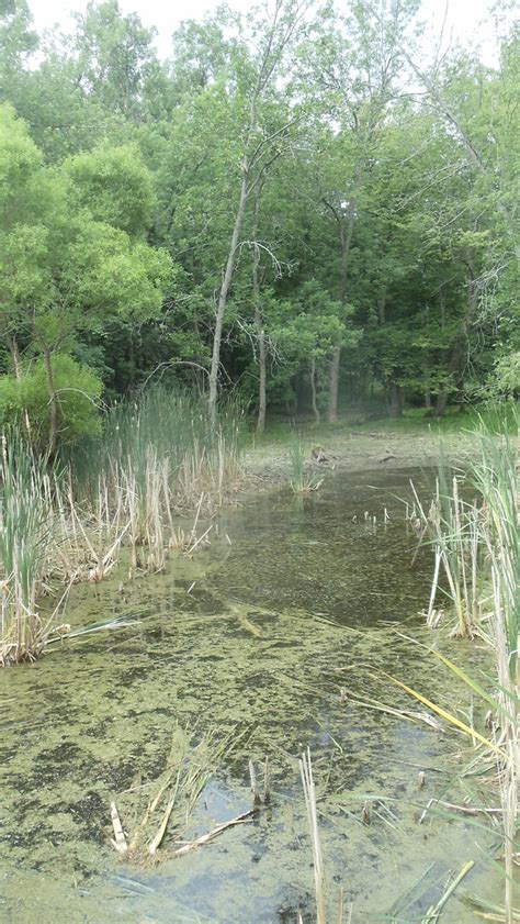 MORE TESTS DUE AT PARK IN BAEHRE SWAMP