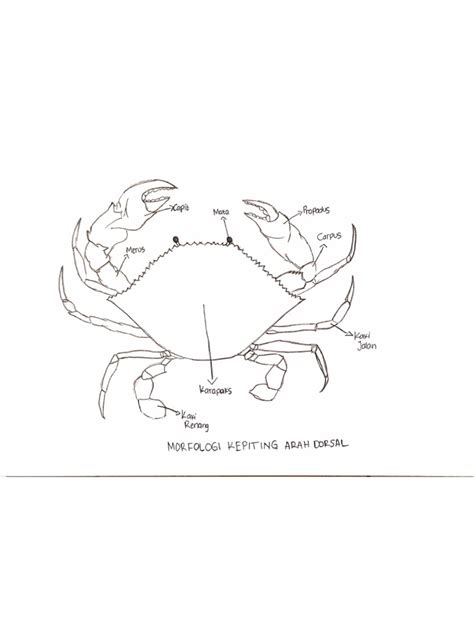 Morfologi dan Anatomi Kepiting - raincitystudios.com