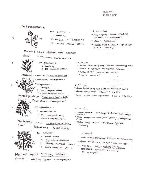 Morfologi dan Filotaksis Daun | PDF | Sains & Matematika - wintechmobiles.com