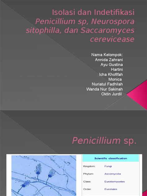 Morfologi dan Identifikasi Penicillium sp. | PDF - Scribd - muktibox.com