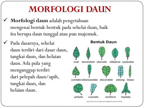 Morfologi dan Modifikasi Daun - wintechmobiles.com
