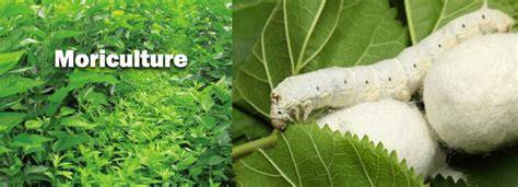 Moriculture | Mulberry Cultivation | Sericulture | IndiaAgroNet - raincitystudios.com