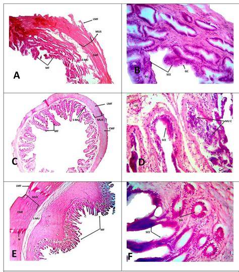 MORPHOLOGICAL AND HISTOLOGICAL STUDIES OF - raincitystudios.com