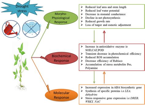 Morphological and Physiological Response of … - raincitystudios.com