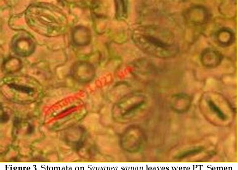 Morphological and Stomata Characteristics of Trembesi … - raincitystudios.com