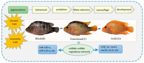 Morphological color changes in fish: Regulation of pigment cell density ... - muktibox.com