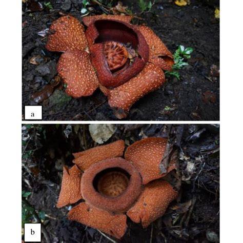 Morphological Variation of Rafflesia zollingeriana Koord. and its ... - raincitystudios.com