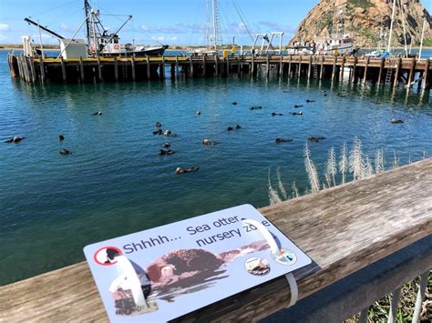 MORRO BAY TIMES 2-13-2024 Otters at the South T Pier in …