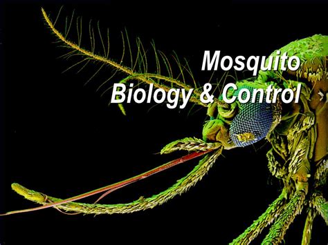 Mosquito Biology and Control - Penn State Extension - muktibox.com