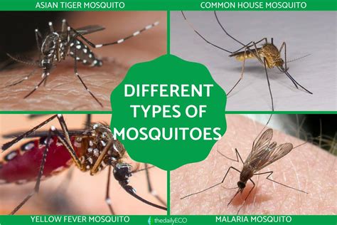 Mosquito Species - muktibox.com