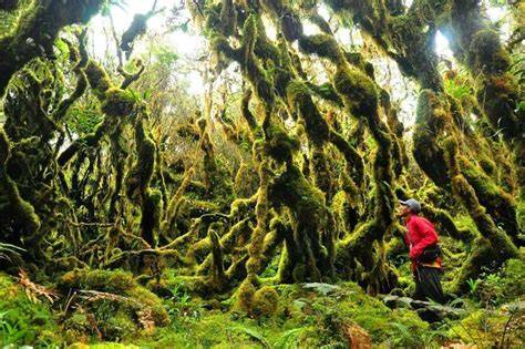 Mossy Forest Philippines | The Field Museum - raincitystudios.com