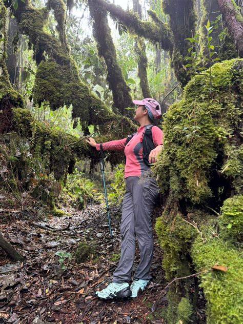 Mossy Forest Trekking with Stay & Breakfast in … - raincitystudios.com