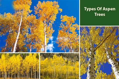 Most Colorful Varieties of Aspen Tree - muktibox.com