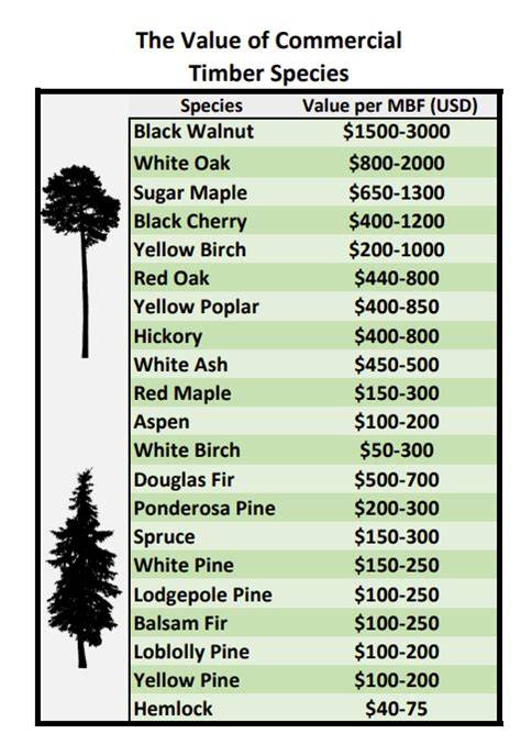 Most Valuable Trees for Timber: Maximizing Farming … - raincitystudios.com