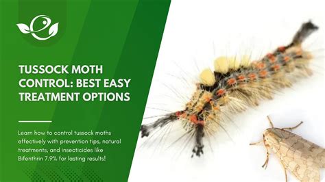 Moth Control & Killer - Moth Spray - How to Get Rid of Moths - raincitystudios.com