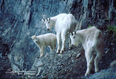 Mountain Goats - The Sunset Tree 20th Anniversary - Apricot ... - eBay - muktibox.com