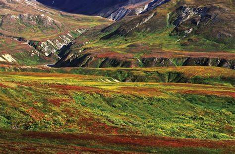 Mountain Grasslands and Alpine Tundra - raincitystudios.com
