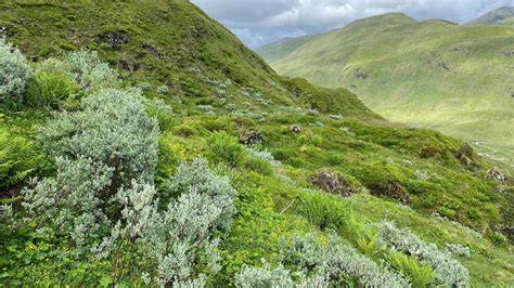 Mountain heath and montane scrub - NatureScot - raincitystudios.com