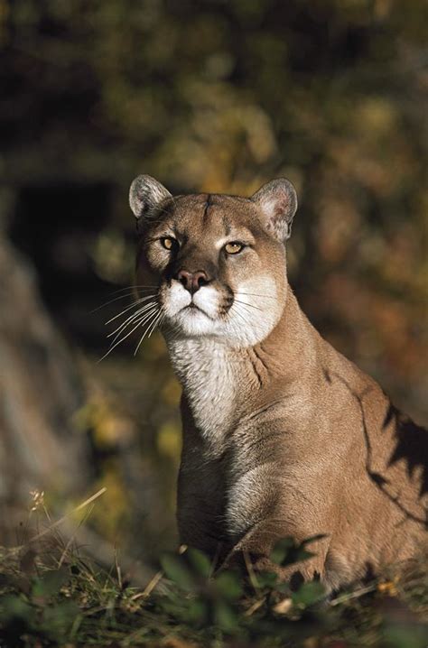 MOUNTAIN LION - Idaho