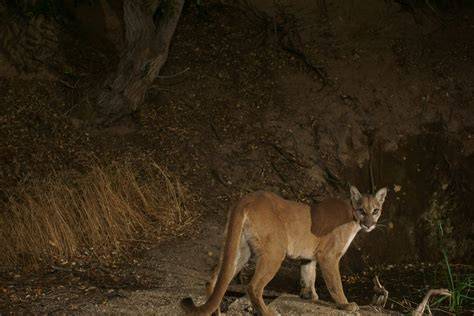 Mountain Lions in California - raincitystudios.com