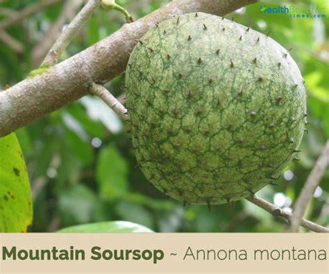 Mountain Soursop Stock Photos - Free & Royalty-Free Stock - raincitystudios.com