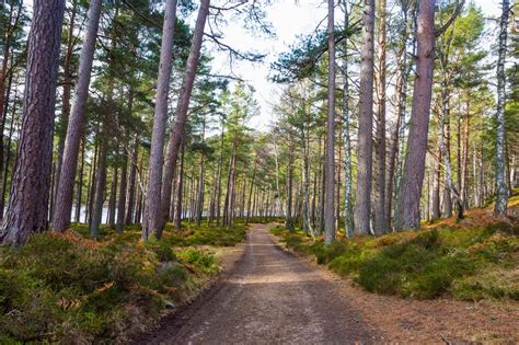 Mountain woodland in Scotland | Trees for Life - raincitystudios.com