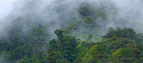 Mountains to Cloud Forest trekking - Poncho Tours - raincitystudios.com