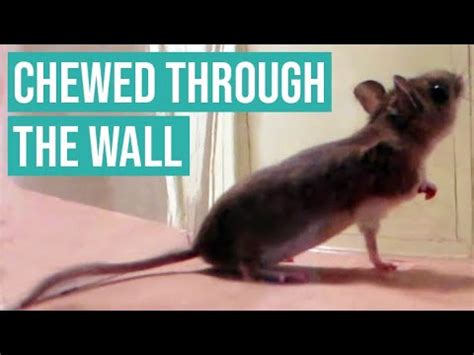 MOUSE CHEWS THROUGH APARTMENT WALL - YouTube