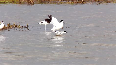 Moved on to Parkgate .Avocets were busy defending there young from ... - muktibox.com