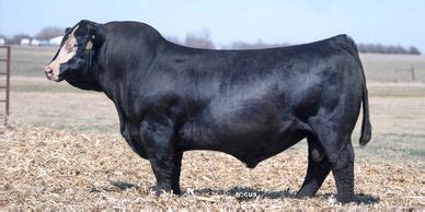 MR SR MIC DROP G1534 • Cattle Visions • Premier Multi-Breed …