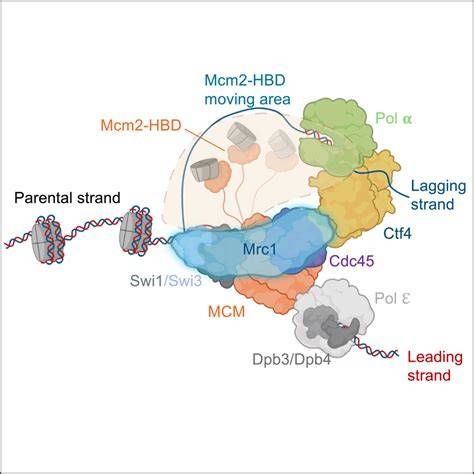 MRc1 | LeedUser - raincitystudios.com