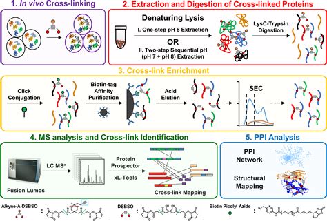 MS-based identification of AcP10 interaction partners.