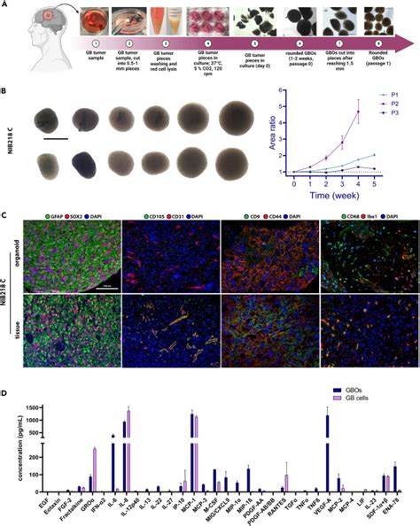veodersti.rgarabwor.edu.pl. 