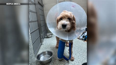 MSPCA caring for Goldendoodle struck by car before finding him a forever home