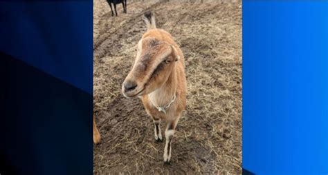 MSPCA holds first-ever adoptathon for goats