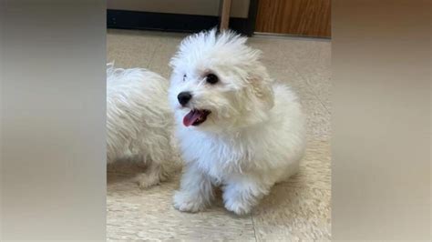 MSPCA saves rare purebred dogs from Texas