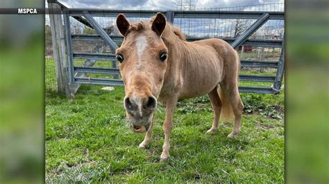 MSPCA searching for forever home for Marty the mini pony