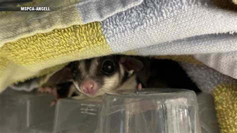 MSPCA searching for homes for over 30 sugar gliders