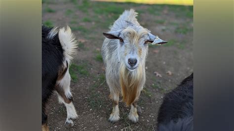 MSPCA to hold first-ever fee-waived adoptathon for goats