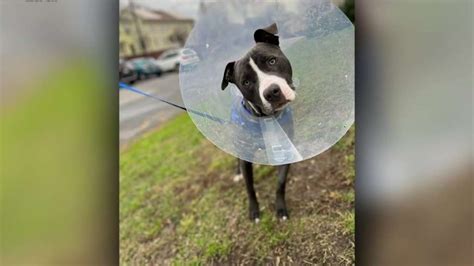 MSPCA-Angell looking to find home for ‘Bob,’ a pup who needed emergency surgery to remove skewer from stomach
