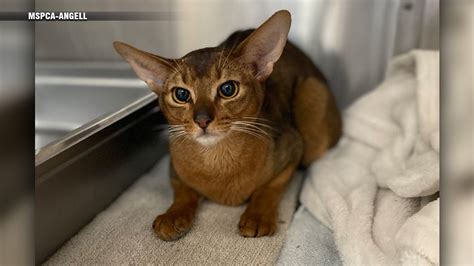 MSPCA-Angell rehabilitating exotic Abyssinian cats with plans to put them up for adoption