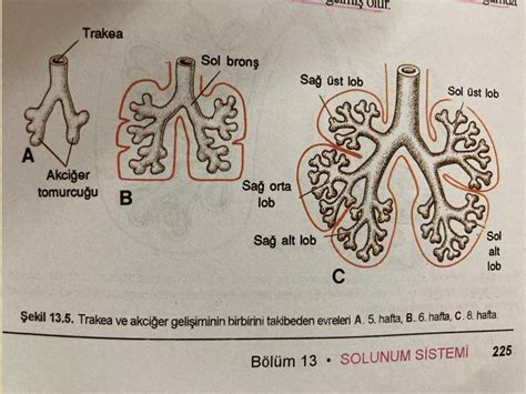 MSS Embriyolojisi TMFTP.