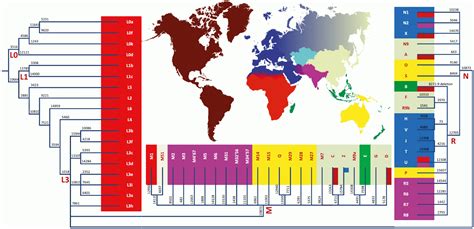 mtDNA Haplogroup B4C2C | DnaGenics - wintechmobiles.com