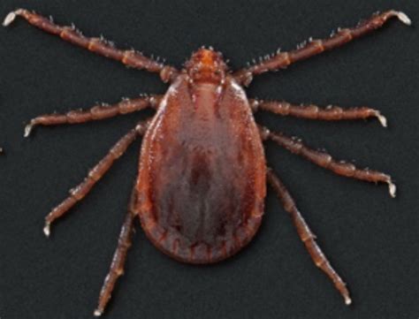 MU researchers warning farmers after invasive tick discovered in Boone County