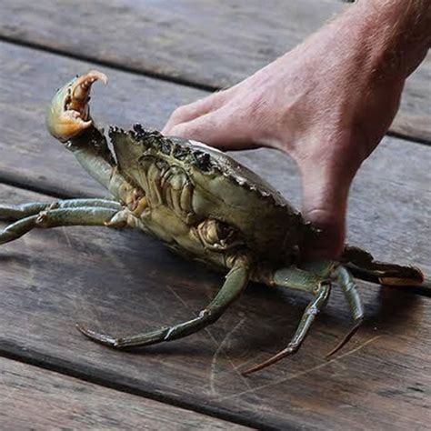 Mud crab aquaculture - A practical manual - ResearchGate - muktibox.com