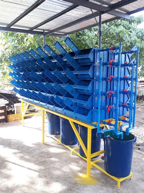 Mud Crab Farming | ROYS FARM - muktibox.com