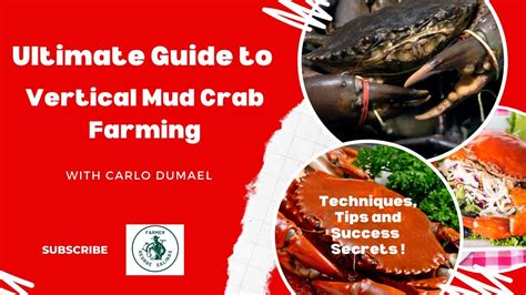 Mud Crab Farming Information Guide - muktibox.com