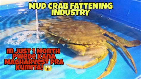 Mud Crab Fattening | ROYS FARM - muktibox.com